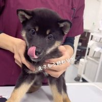 舌を出す子犬