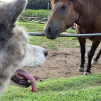 馬と対面する犬