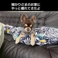 ウトウトする老犬
