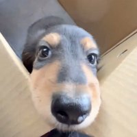上目遣いをする犬