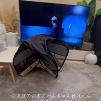 友達の家に愛犬を預けたら…