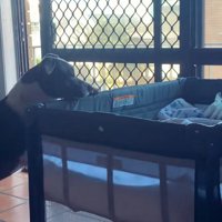 ハリーくんを見守るゆめちゃん