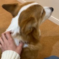 「撫でて」と背中を向けてお座り