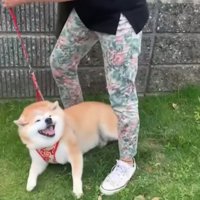 リードで引っ張られる柴犬