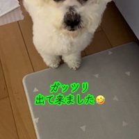 飼い主の前にやってきた犬