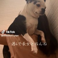 かつがれるピペちゃん