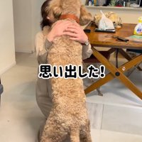 おばあちゃんに飛びつく犬