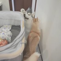 にぎやかになるね♪