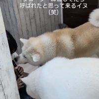 練習なんてできない