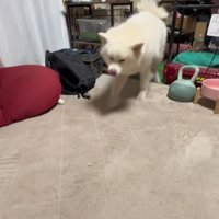 トイレを済ませた秋田犬