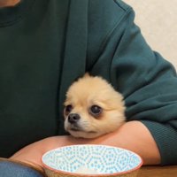 見つめる犬2