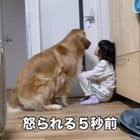 座る犬と女の子