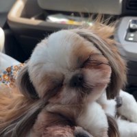 重なって眠るシーズー姉妹2