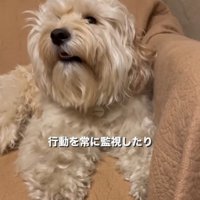 ソファの上でまっすぐ見つめる犬