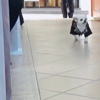 リングドッグを務めたことも