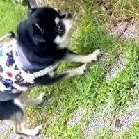 大きなライトに顔を近づける小さな犬