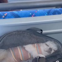 バッグの中の犬