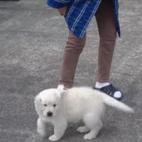 きっぱりしつける強さも