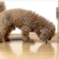 虫を食べそうな犬