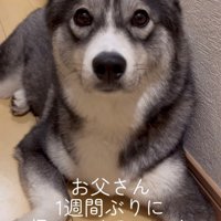 正面を見つめる犬