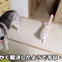 犬の隣に立つ猫