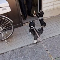 警察官に駆け寄る2匹の犬