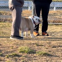 横目で見るぱせり君