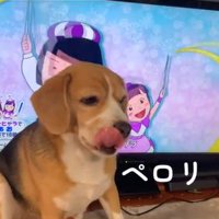 舌なめずりする中型犬