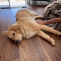 長男に寄り添う大型犬