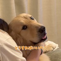 助けを求めるように飼い主に視線を送る犬