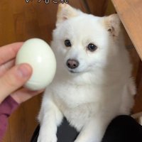 ゆで卵を欲しがるベラちゃん5