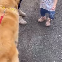 泣いてしまった男の子を見つめる犬