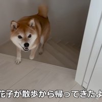 お散歩から帰ってきたら…