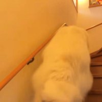 階段を一気に駆け上がる犬の後ろ姿