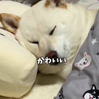 人間みたいな寝姿にキュン♡