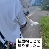 ぶん太くんとパパさんのお散歩9