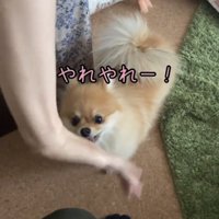手元を眺める犬