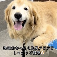 表情豊かなりくさんです