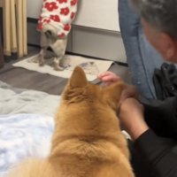 立ち上がってキッチンの上を探すパグ