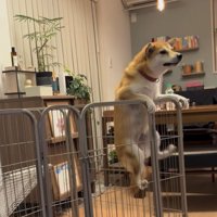 片足をあげる犬
