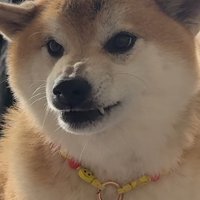 激おこの柴犬