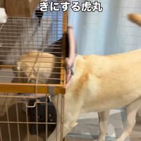 エリザベスカラーを入り口に当てて…