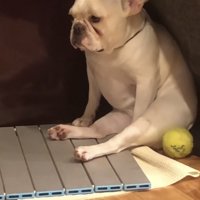 静かに座り続ける犬