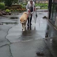 雨の日のお散歩も…