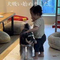 シュナウザーの背中に手を置いて笑う赤ちゃん