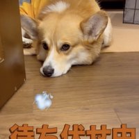 部屋までやって来た