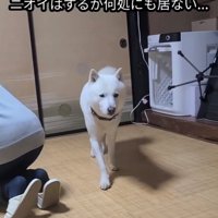 歩き出す犬の正面の表情