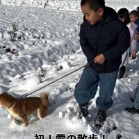 雪の中散歩する柴犬