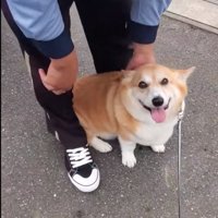 足の間に入る犬