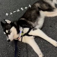 チュールを見せられても動かない犬